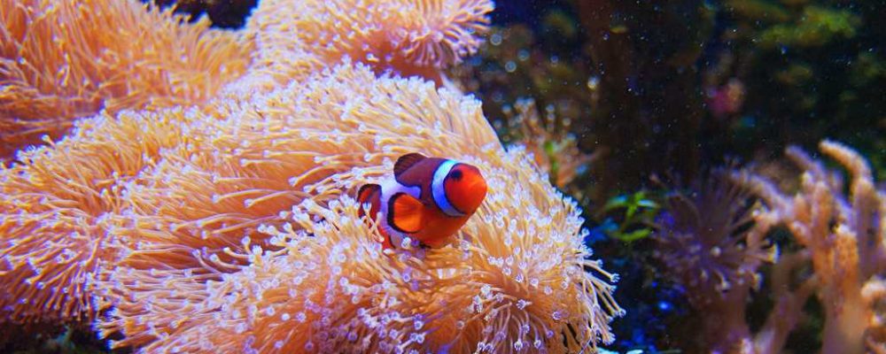 Океанариум Sea Life в Хельсинки